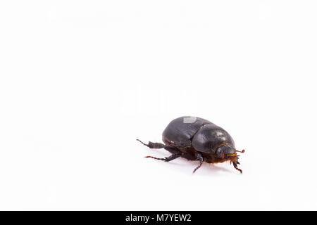 Melolontha bug dal mio giardino e isolato su sfondo bianco. Giugno bug. Foto Stock