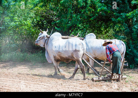 L'agricoltore birmano aratura con buoi in un villaggio vicino a Bagan Myanmar Foto Stock