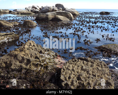 Costale impressionante paesaggio con rocce scultoree e acqua blu vicino a Città del Capo, Sud Africa Foto Stock