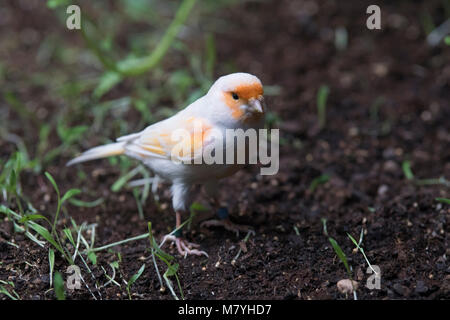 Atlantic Bird canarie in cerca di cibo Foto Stock