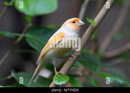 Atlantic Bird canarie in cerca di cibo Foto Stock