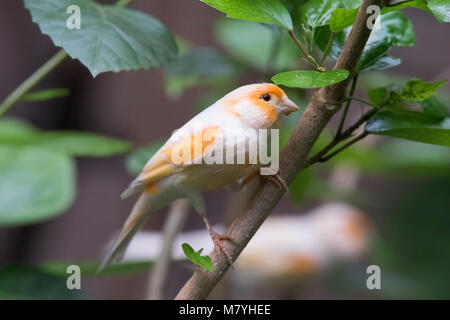 Atlantic Bird canarie in cerca di cibo Foto Stock