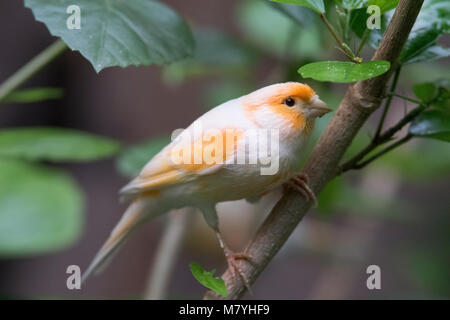 Atlantic Bird canarie in cerca di cibo Foto Stock