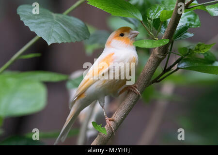 Atlantic Bird canarie in cerca di cibo Foto Stock