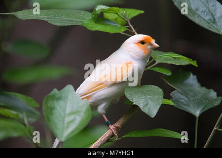 Atlantic Bird canarie in cerca di cibo Foto Stock