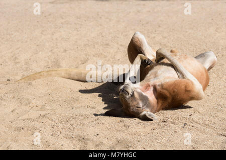 Maschio di canguro rosso appoggiata nella sabbia Foto Stock