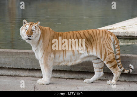 Una femmina di tigre del Bengala con una mutazione genetica Foto Stock