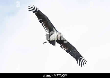 Marabou Stork volare nel cielo Foto Stock