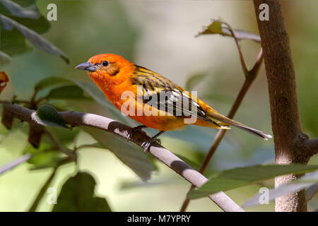 Fiamma-colorata Piranga Tanager bidentata Cerro de San Juan, Tepic, Nayarit, Messico 1 marzo 2018 maschio adulto Thraupidae Foto Stock