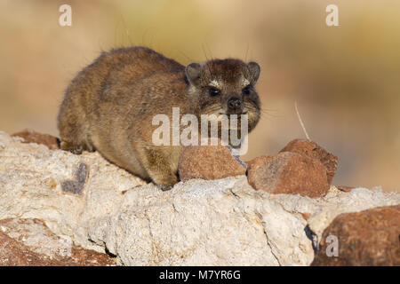 Cape hyrax (Procavia capensis) giacente su un muro di pietra, la luce del mattino, Hardap Riserva Naturale, regione di Hardap, Namibia, Africa Foto Stock