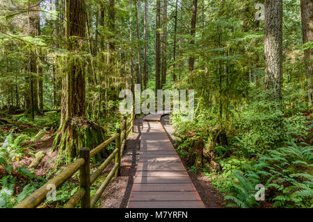 Pavimenti in legno, un percorso in una fitta foresta, con alti e verdi alberi in una limpida giornata estiva Foto Stock