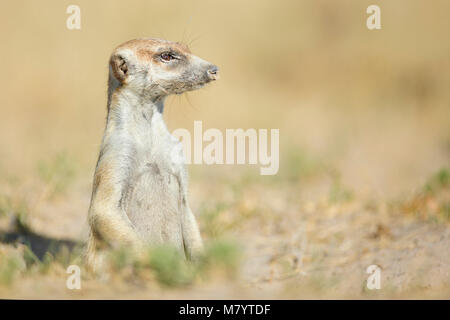 Ritratto di un Meerkat Foto Stock