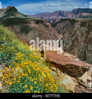 Brittlebush, Encelia farinosa, il Fiume Colorado, Tonto Trail, il Parco Nazionale del Grand Canyon, Arizona Foto Stock
