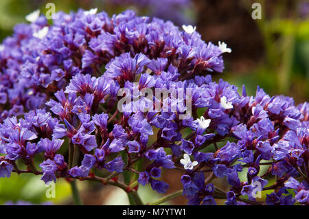 Sydney Australia, Perez il mare dei fiori di lavanda Foto Stock