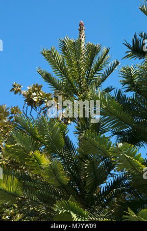 Sydney Australia, la tettoia di wollemi pine tree in giardini botanici Foto Stock