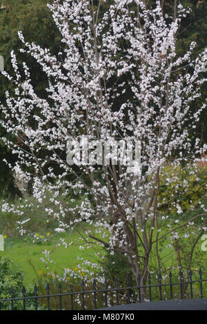 Bristol, Regno Unito. Il 14 marzo 2018. Regno Unito Meteo.Bianco alberi in fiore in fiore in Piazza Dowery in Bristol. Robert Timoney/Alamy/Live/news Foto Stock