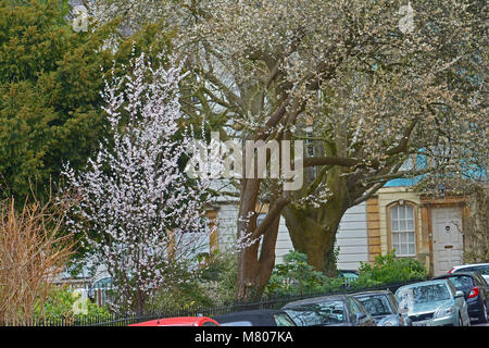 Bristol, Regno Unito. Il 14 marzo 2018. Regno Unito Meteo.Bianco alberi in fiore in fiore in Piazza Dowery in Bristol. Robert Timoney/Alamy/Live/news Foto Stock