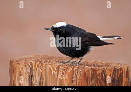 Bianco-incoronato culbianco Oenanthe leucopyga Foto Stock