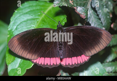 Red-rim butterfly (Biblis hyperia) Nymphalidae, Brasile Foto Stock