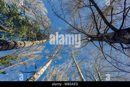 Gli alberi da sotto Foto Stock