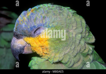 Arancio-winged amazon (Amazona amazonica) dormire, Parque das Aves, di Foz do Iguaçu, Brasile Foto Stock