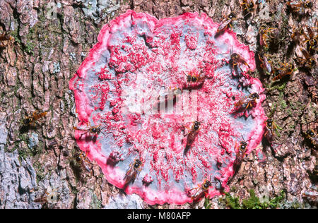 Stingless api (Tetragonisca angustula) sul Natale (lichene Cryptothecia rubrocincta) Foto Stock