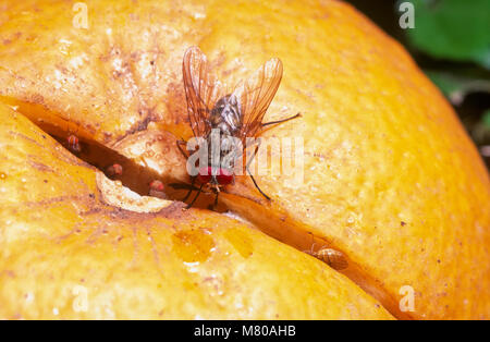 Red-eyed muscid fly (Muscidae) e aceto vola (Drosophilidae), alimentando in Orange Foto Stock