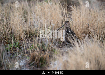 Il Wilson's Beccaccino, (Gallinago delicata), Bosque del Apache National Wildlife Refuge, nuovo Messico, Stati Uniti d'America. Foto Stock