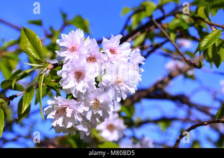 Bella e profumata Ciliegio fiorisce su una luminosa e soleggiata giornata di primavera Foto Stock