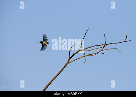 Bella sunbird bird, maschio di porpora Sunbird (Cinnyris asiatica) battenti sul cielo blu, Foto Stock