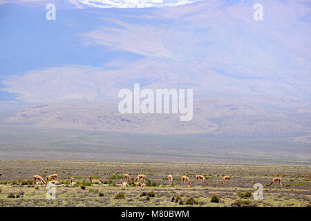 Vicunas nel altiplano di Arequipa sulla strada per il Canyon del Colca in Perù Foto Stock