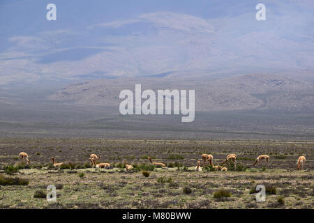 Vicunas nel altiplano di Arequipa sulla strada per il Canyon del Colca in Perù Foto Stock