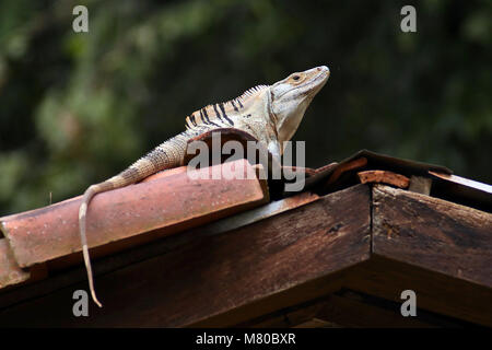 Spinosa bianco-tailed Iguana (Ctenosaur similis) crogiolarsi su un tetto di tegole in Tarcoles, provincia di Puntarenas in Costa Rica. Foto Stock