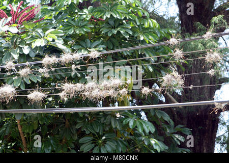 Sfera moss crescente sui fili. Oaxtepec, Messico Foto Stock