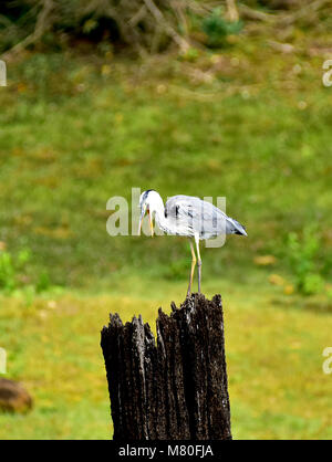 Questo uccello bianco e nero foto viene scattata da thekkady lago Foto Stock