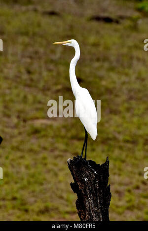 Questo bianco e bianco foto di uccelli è preso dal lago di Thekkady kerala, Foto Stock