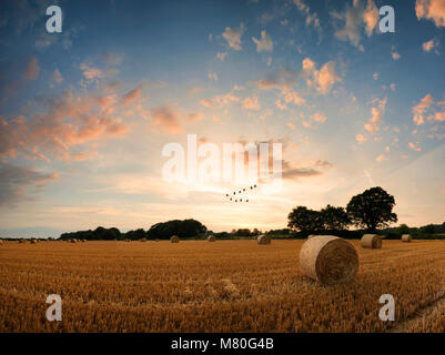 Estate mozzafiato paesaggio tramonto su campo di golden balle di fieno Foto Stock