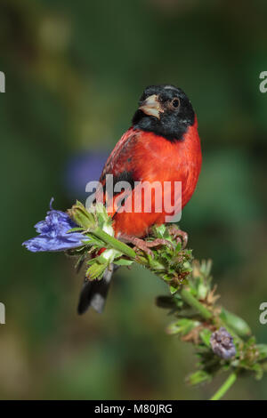 Red lucherino maschio adulto appollaiato Foto Stock