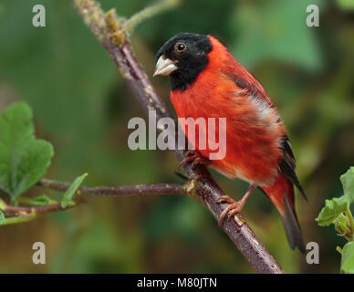 Red lucherino maschio adulto appollaiato Foto Stock