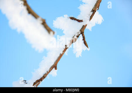 La modalità Macro. Sui rami si trova neve soffice. Foto Stock