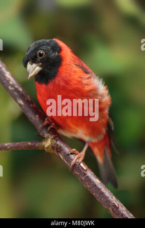 Red lucherino maschio adulto appollaiato Foto Stock