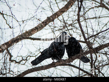 Due corvi sedersi e kiss su un ramo di albero in inverno Foto Stock