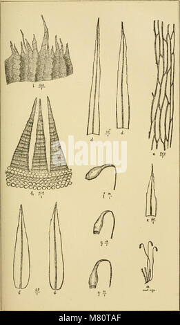 Bulletin de la Société royale de botanique de Belgique (1866) (20440837691) Foto Stock