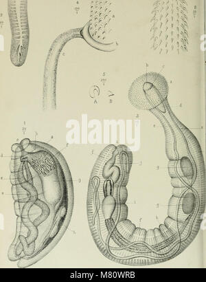 Bulletin de la Société zoologique de France (1882) (20246785208) Foto Stock