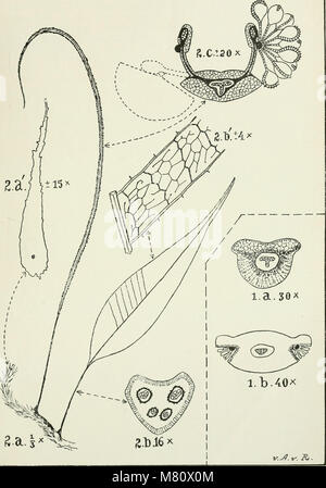 Bulletin du Jardin Botanique de Buitenzorg (1922) (19818583823) Foto Stock