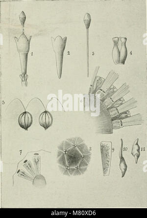 Bulletin du Musum national d'histoire Naturelle ((1895-1970)) (20414319196) Foto Stock