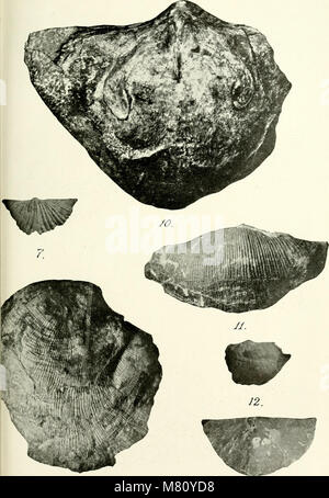 Bulletin international de l'Acadmie des sciences de Cracovie, Classe des sciences mathmatiques et naturelles (1901-1910) (20254444309) Foto Stock