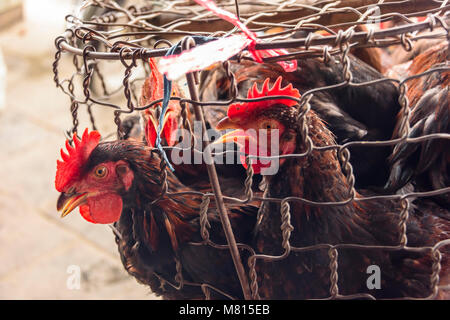 I polli per la vendita al mercato coperto in Hoi An, Vietnam Foto Stock