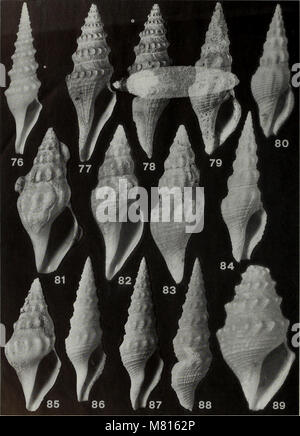 Il Bulletin of the Natural History Museum Zoology del 1996 copre una serie di studi zoologici, tra cui il comportamento degli animali, l'identificazione delle specie e la ricerca ecologica negli habitat naturali. Foto Stock