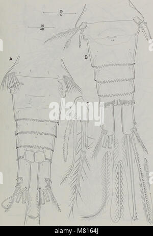 Questo *Bollettino della Zoologia del Museo di storia naturale* (1998) presenta studi zoologici e ricerche sulle specie animali, sul comportamento e sugli habitat, concentrandosi sulla diversità della vita negli ecosistemi naturali. Foto Stock